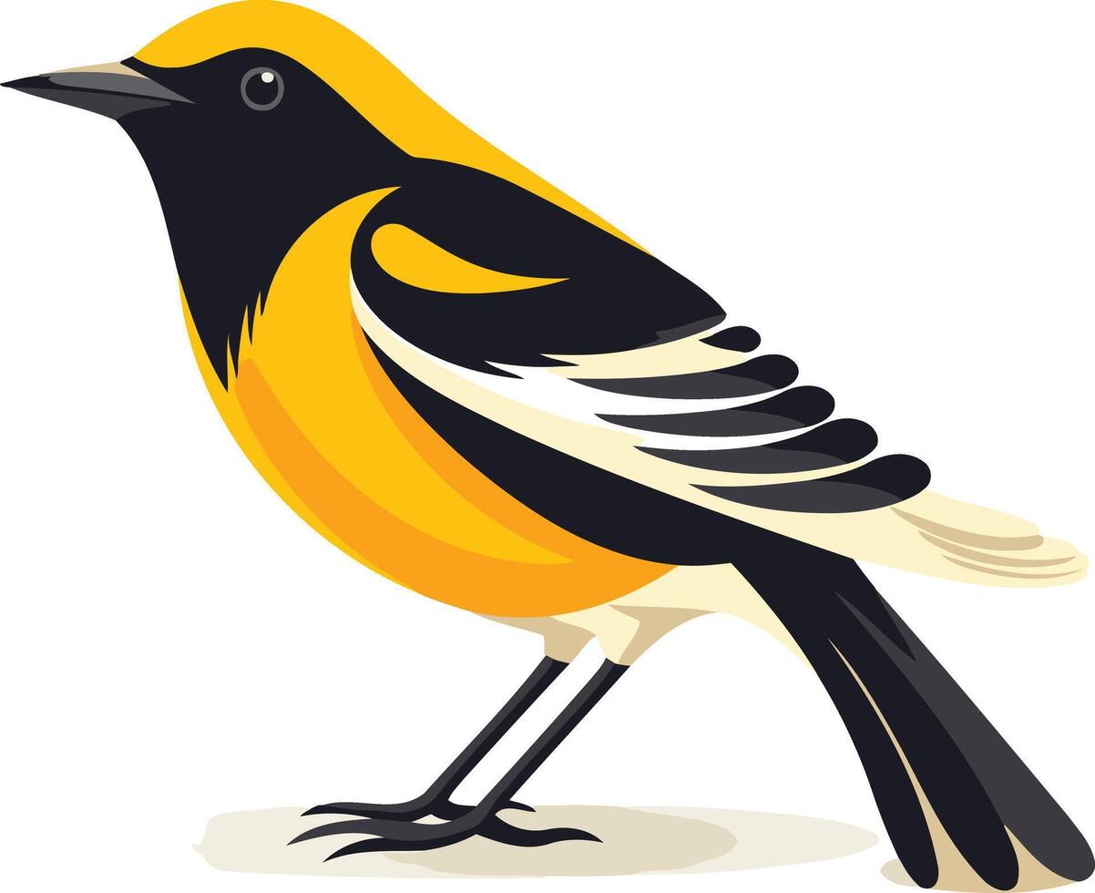 A vibrant illustration of a baltimore oriole, a popular songbird with striking orange and black plumage vector