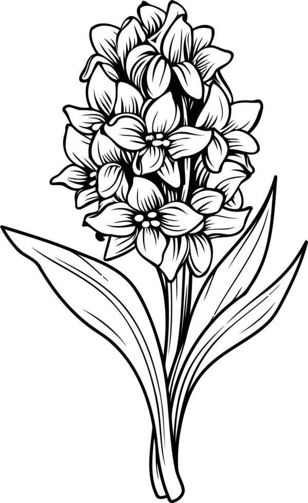 Elegant black and white illustration of a hyacinth flower vector