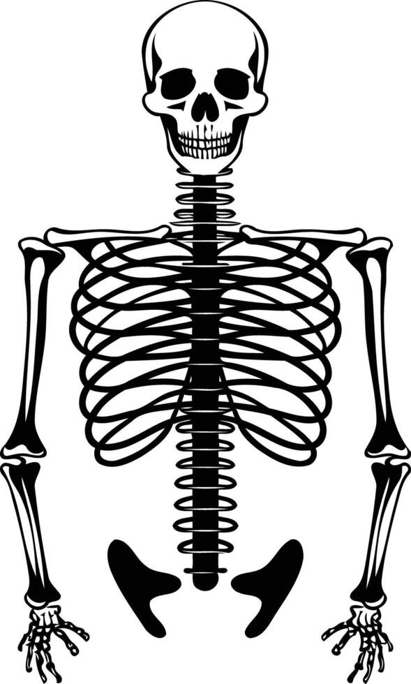 A simple, clean black and white illustration of a human skeleton vector