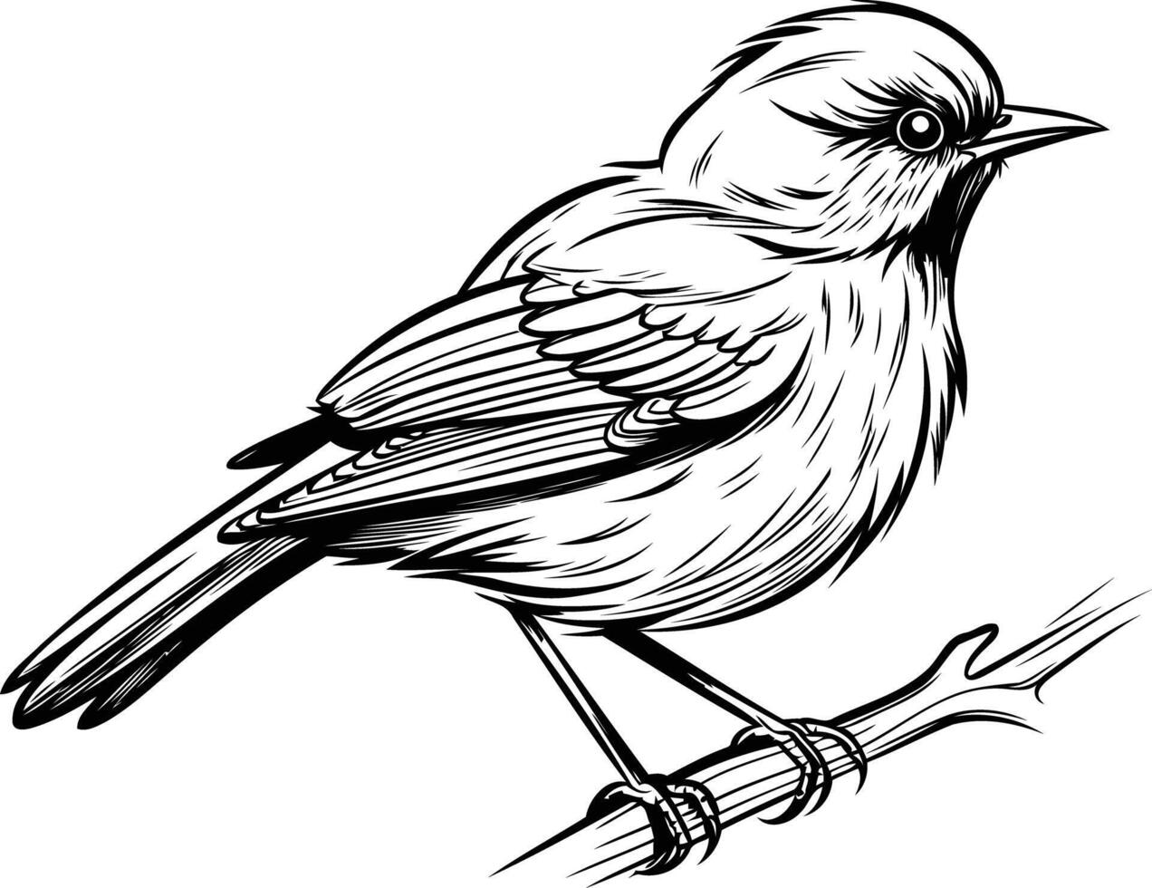Detailed line art illustration of a bird perched on a branch vector