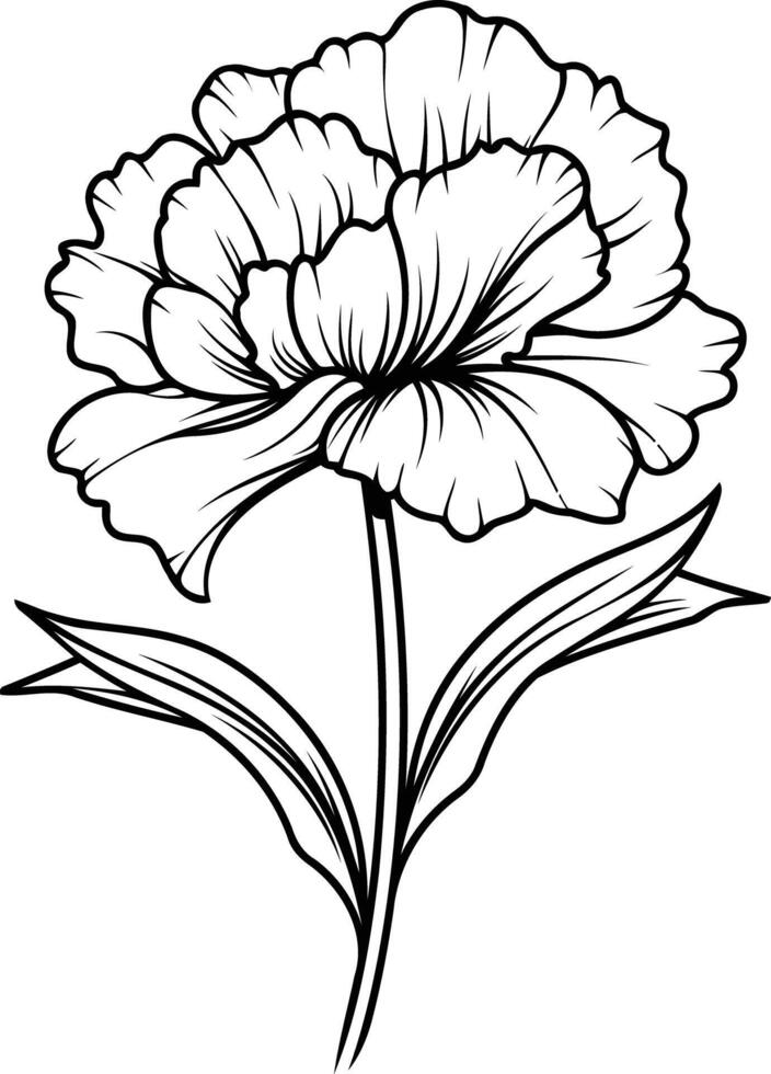Elegant line art illustration of a single carnation flower vector