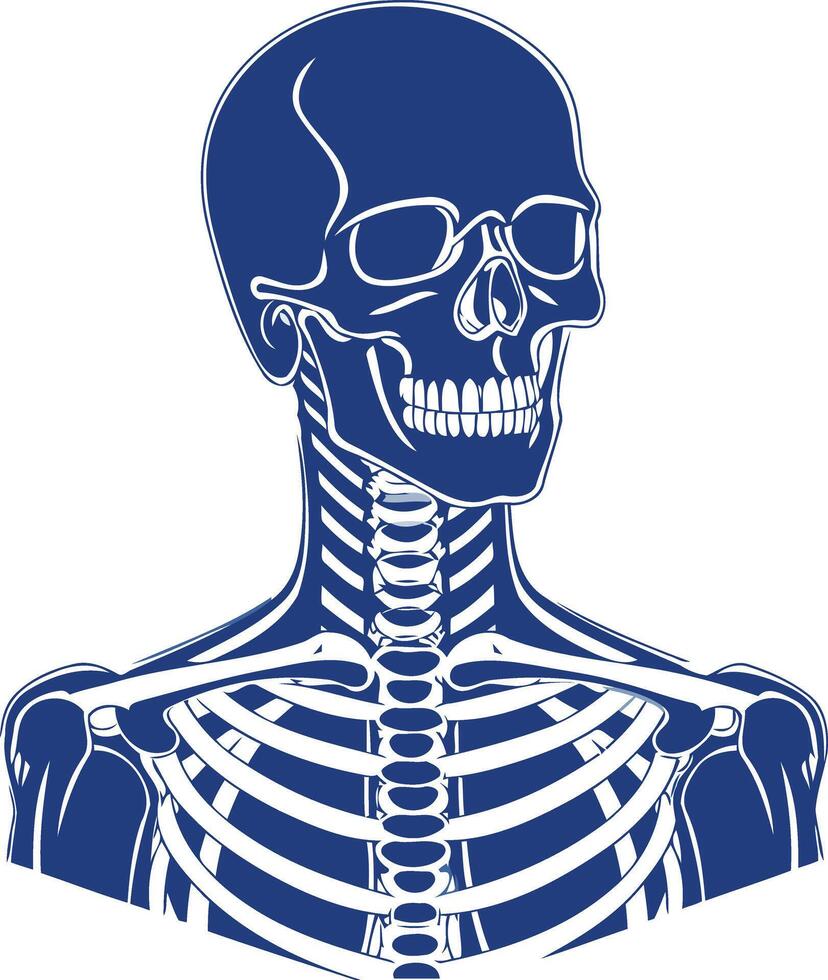 A detailed illustration of a human skull and upper torso skeleton, rendered in a simple blue silhouette vector