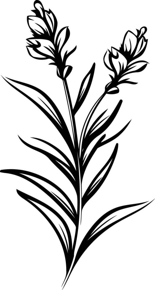 Elegant black and white floral illustration with two delicate flowers on a single stem vector