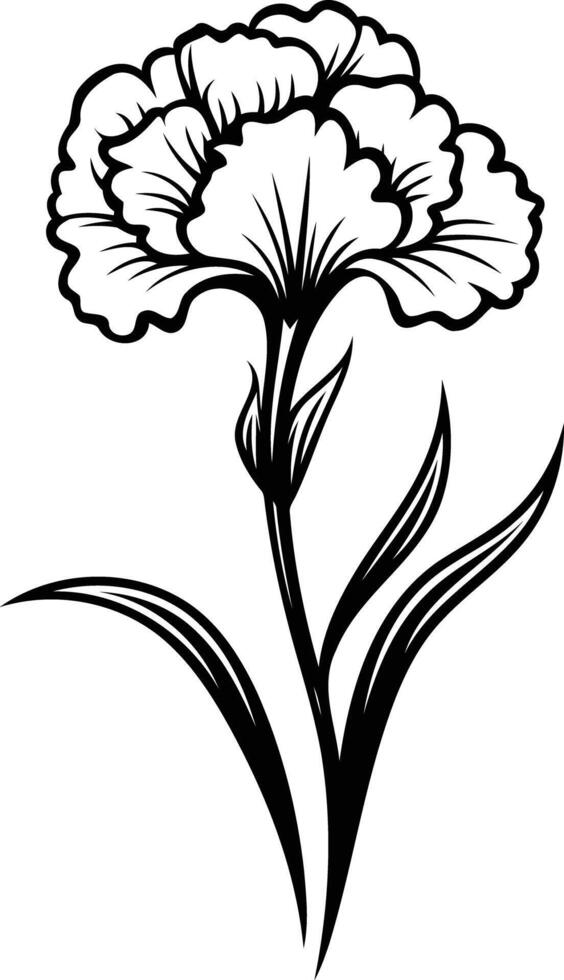 Elegant black and white illustration of a carnation flower vector