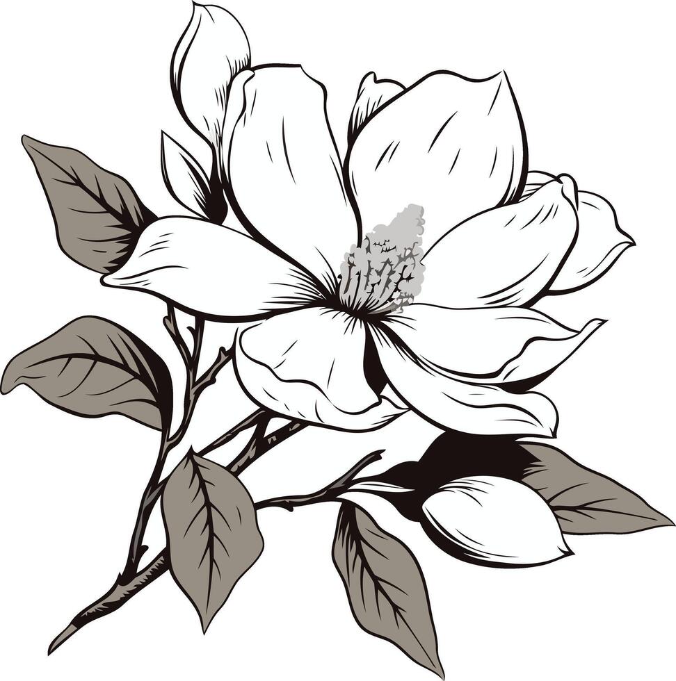 Elegant Black and White Magnolia Flower Illustration vector