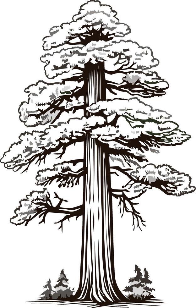 Tall Redwood Tree Illustration vector