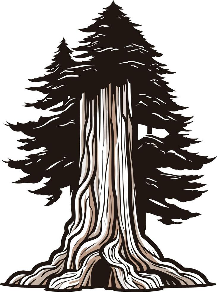 Ancient Redwood Tree Illustration vector