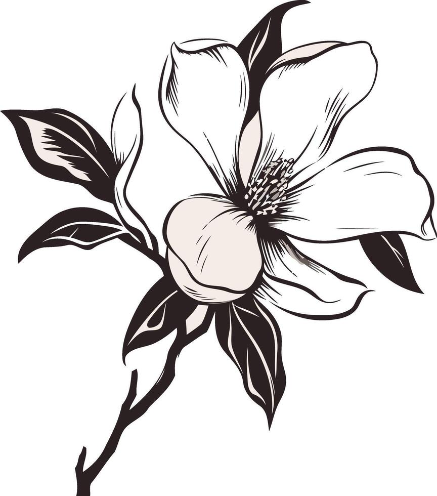 Black and White Magnolia Blossom Illustration vector