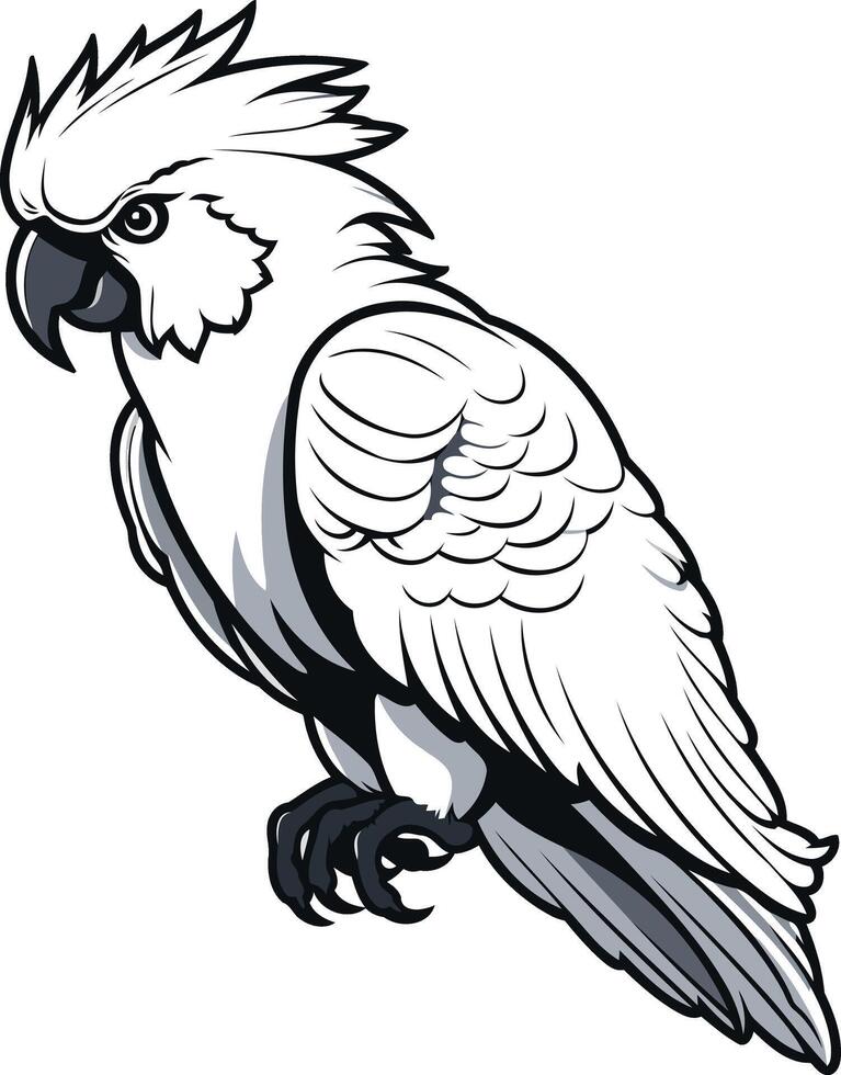 White Cockatoo Illustration vector