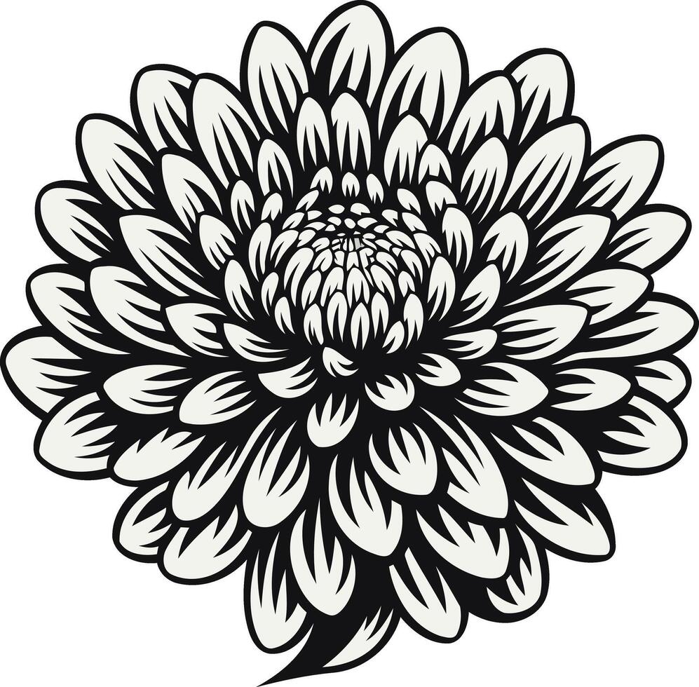 Vintage Illustration of a Black and White Chrysanthemum vector