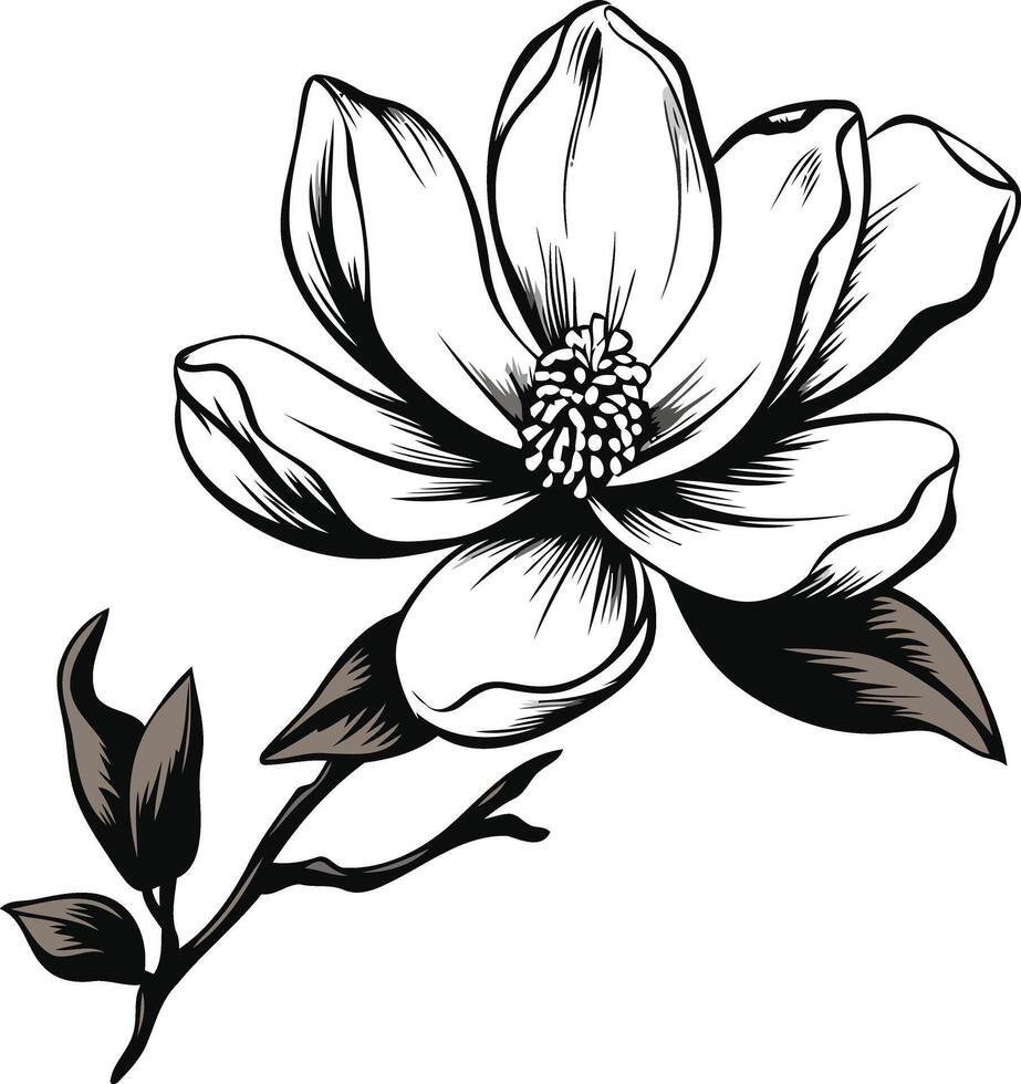 Black and White Magnolia Flower vector