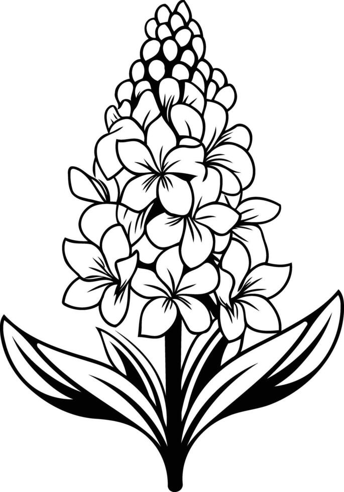 Elegant black and white illustration of a hyacinth flower vector