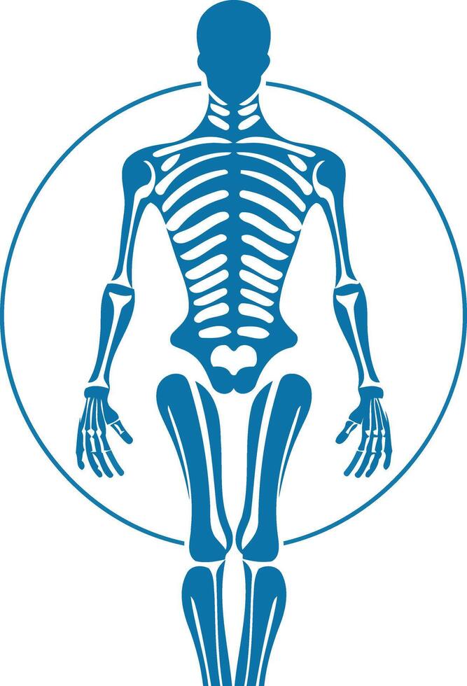 Blue Human Skeleton Illustration vector