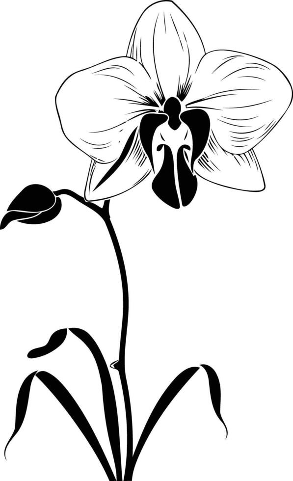 Elegant black and white silhouette of an orchid flower, perfect for adding a touch of nature to your designs vector