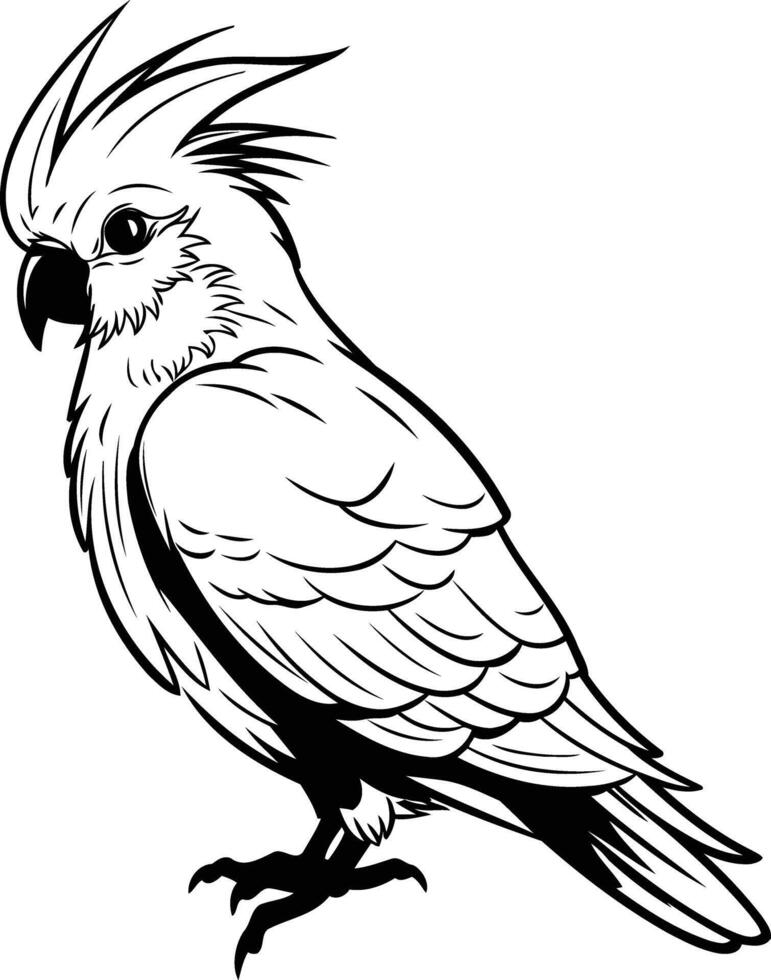 Line Art Illustration of a Cockatoo vector