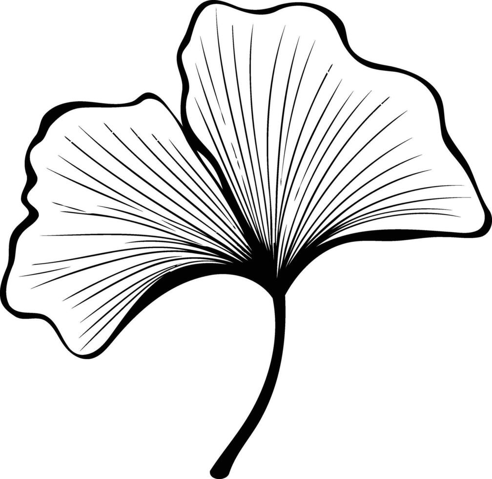 Simple and elegant line art illustration of a ginkgo biloba leaf vector