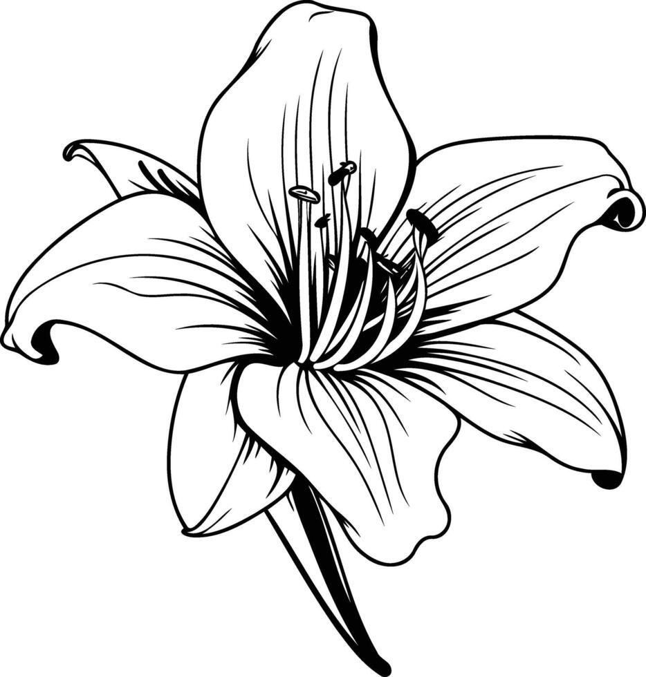 A simple yet elegant line drawing of a single lily flower, perfect for use in designs, illustrations, or as a tattoo vector