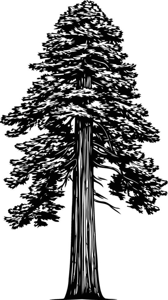 Black and White Illustration of a Tall Redwood Tree vector