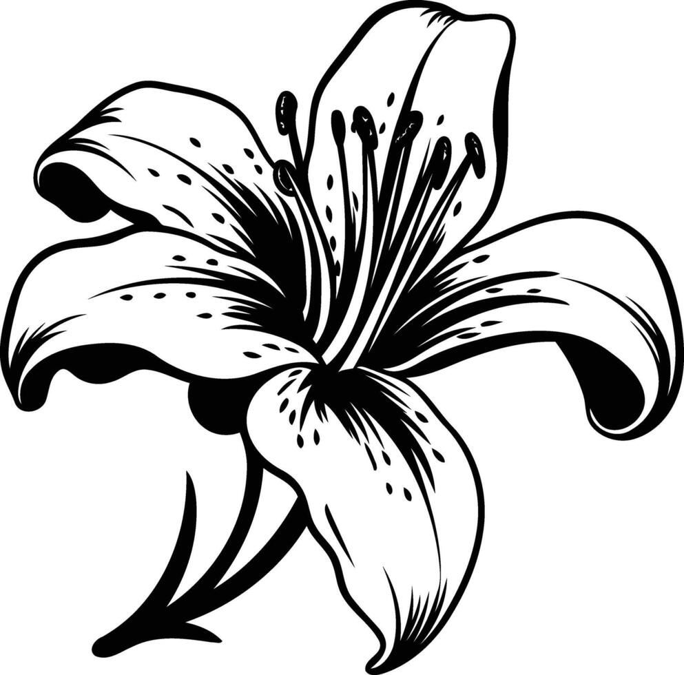 Black and white line drawing of a lily flower, perfect for tattoo designs, floral patterns, and elegant decor vector