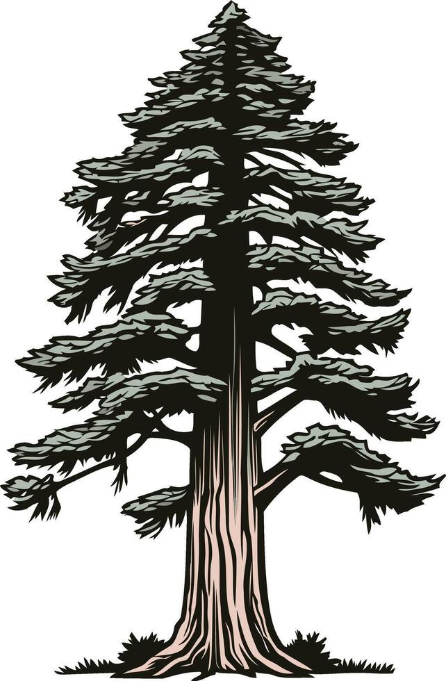 Tall Redwood Tree Illustration vector