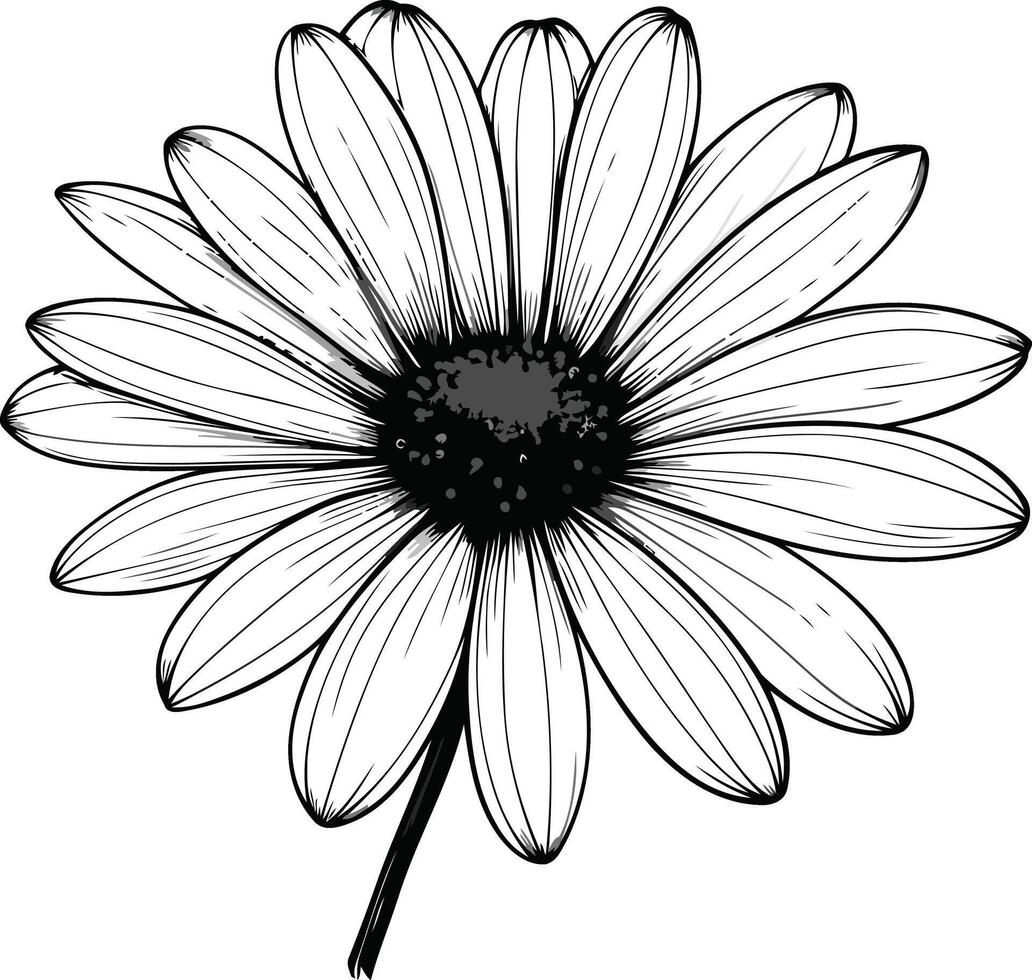 Black and White Daisy Illustration vector