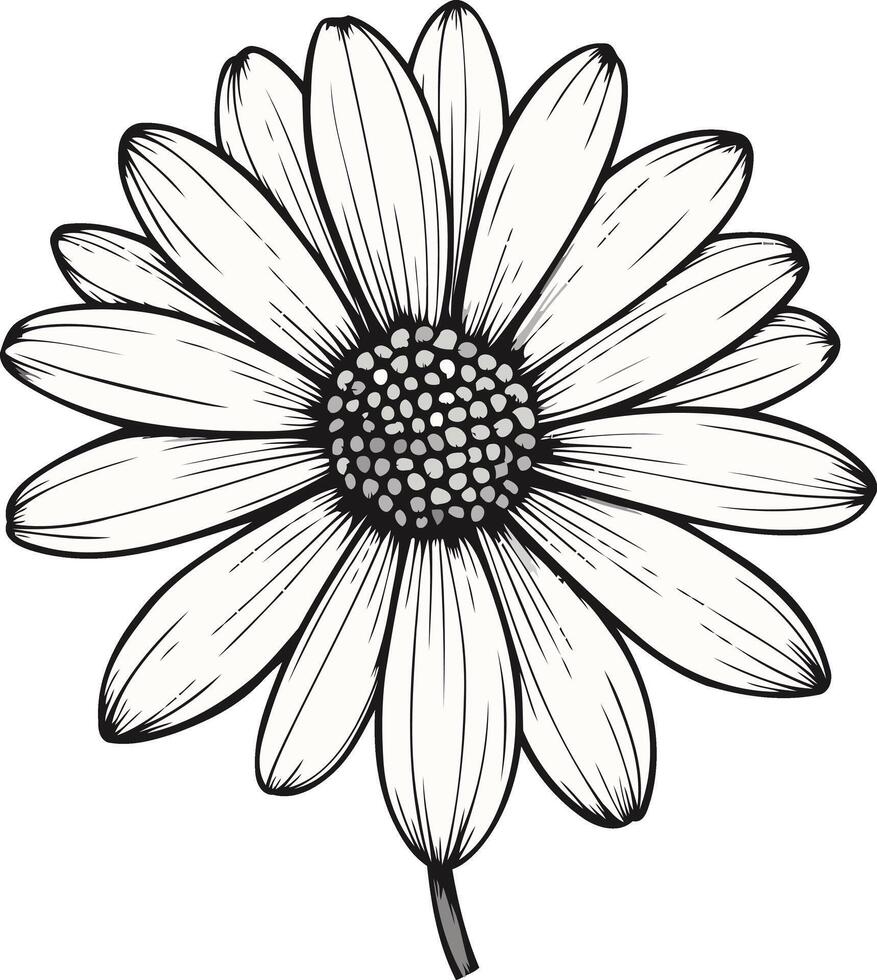 Black and White Illustration of a Daisy vector