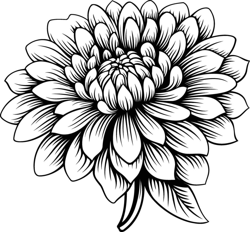 Elegant line art illustration of a single dahlia flower vector