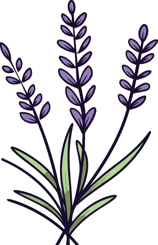 Lavender Flowers Illustration vector