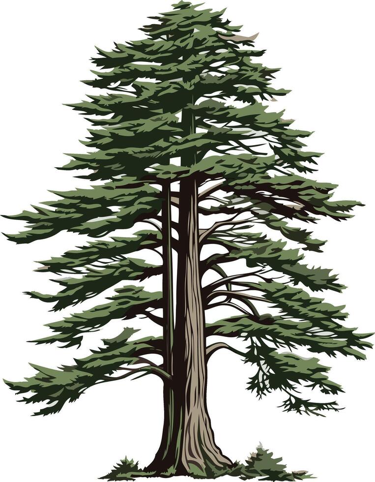 A Tall Green Cedar Tree Illustration vector