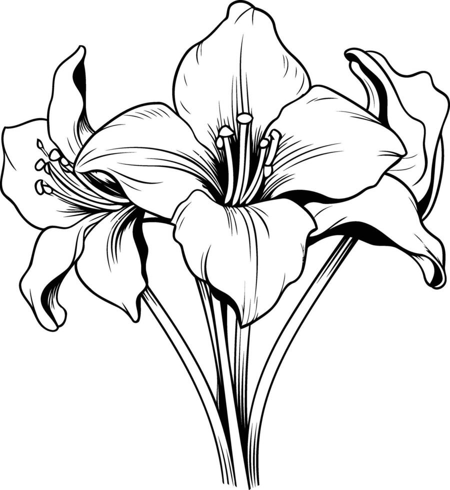 Elegant black and white line drawing of a lily flower, perfect for floral design, tattoo art, or botanical illustrations vector