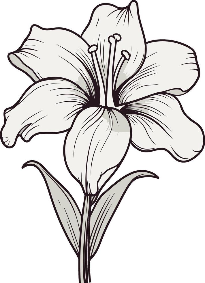 A Detailed Line Drawing of a Lily vector
