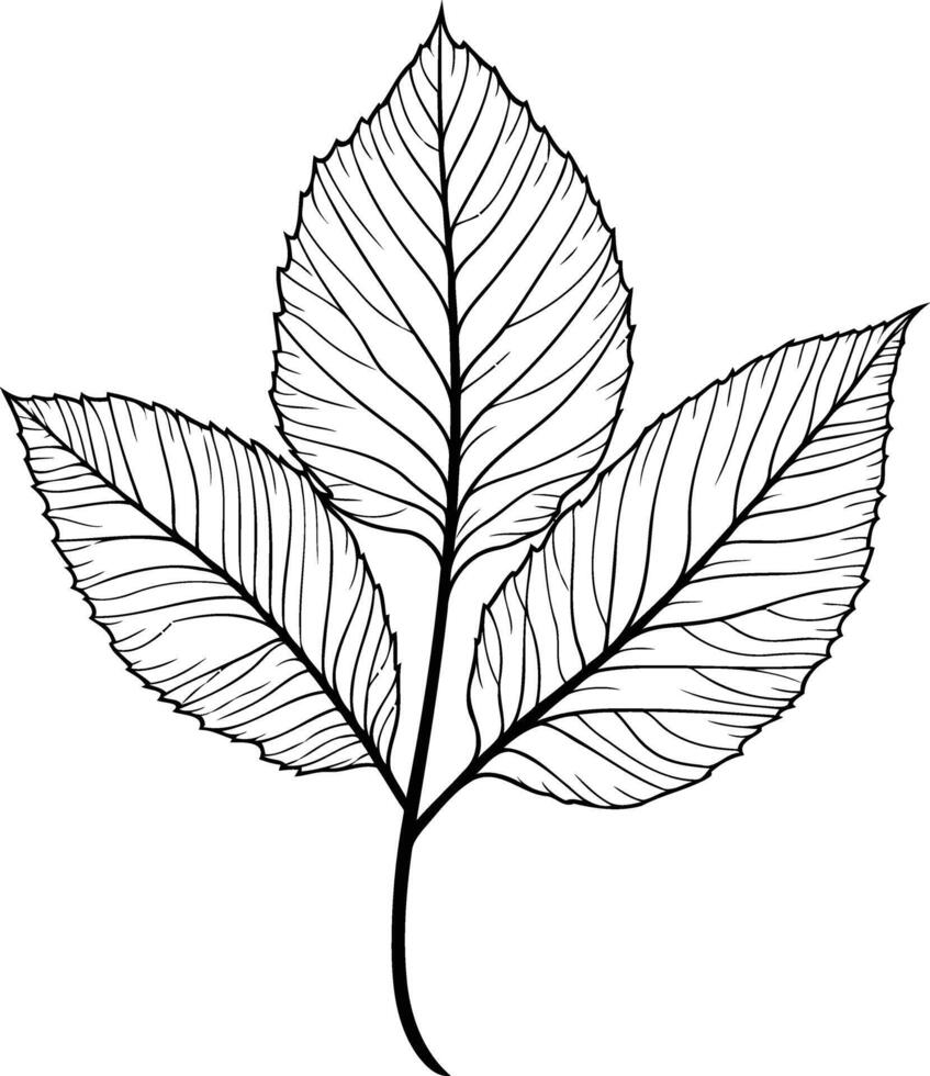 Simple, elegant line art illustration of three delicate leaves vector