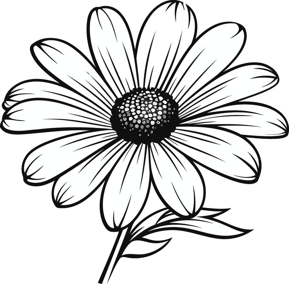 Single Black and White Daisy Blossom vector