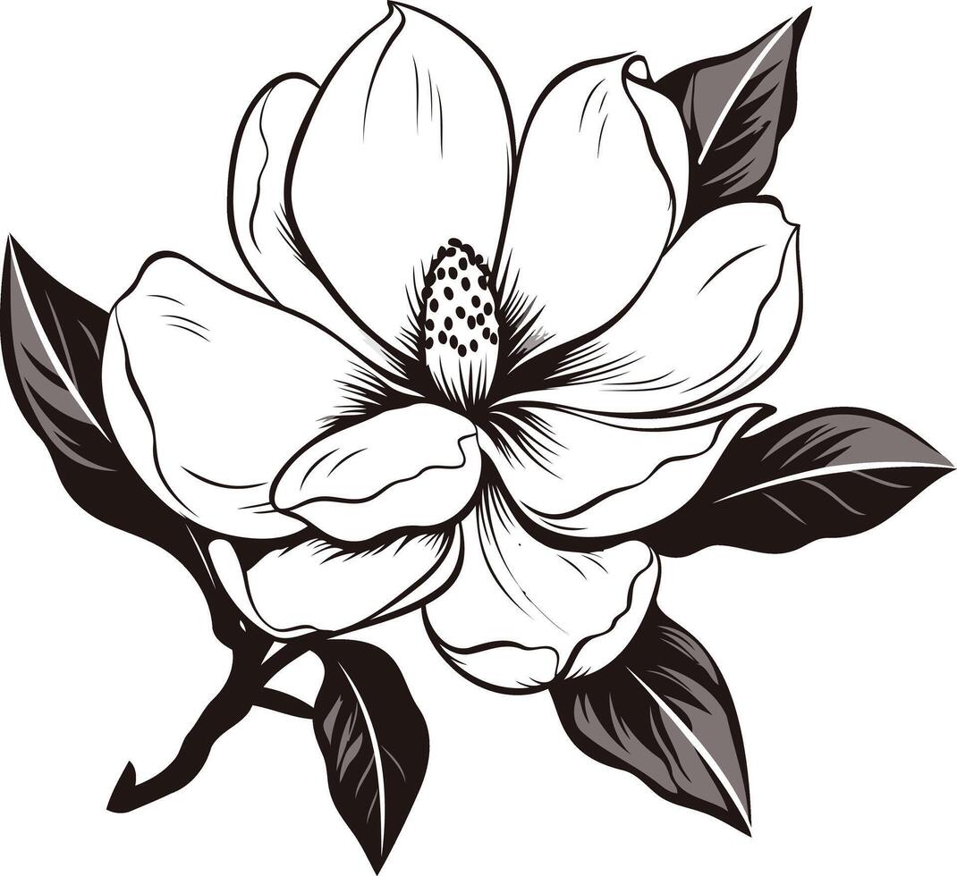Magnolia Flower Illustration vector