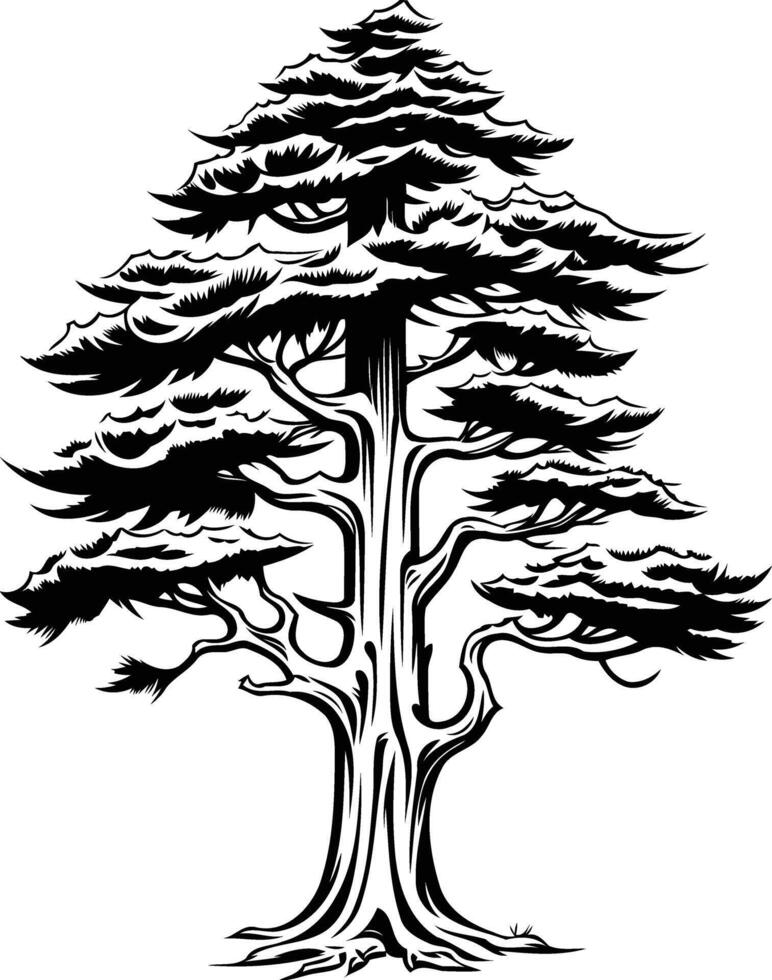 Black and white illustration of a sturdy evergreen tree with a thick trunk and full branches, symbolizing strength and longevity vector