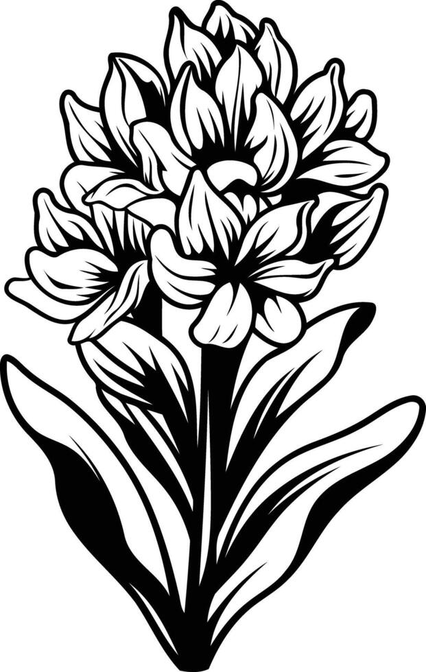 Black and white line art illustration of a hyacinth flower with detailed petals and leaves vector