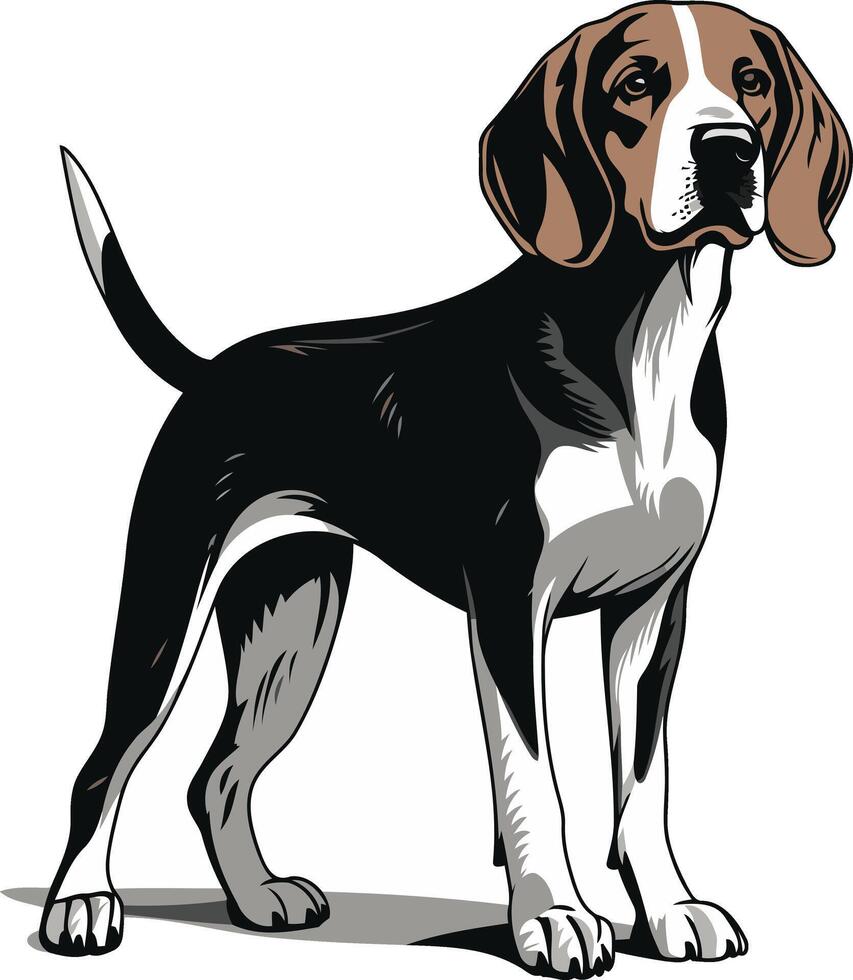 Beagle Dog Standing on White Background vector