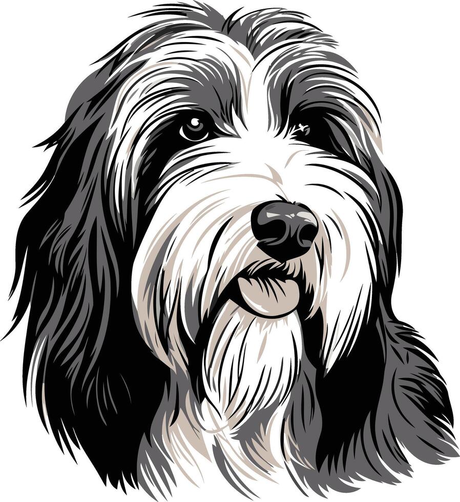 Portrait of a Bearded Collie vector