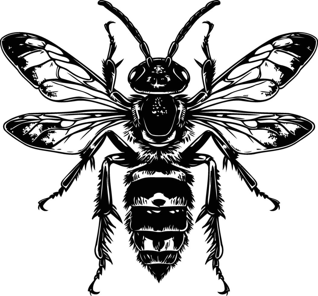 Black and white illustration of a detailed bee with wings spread vector