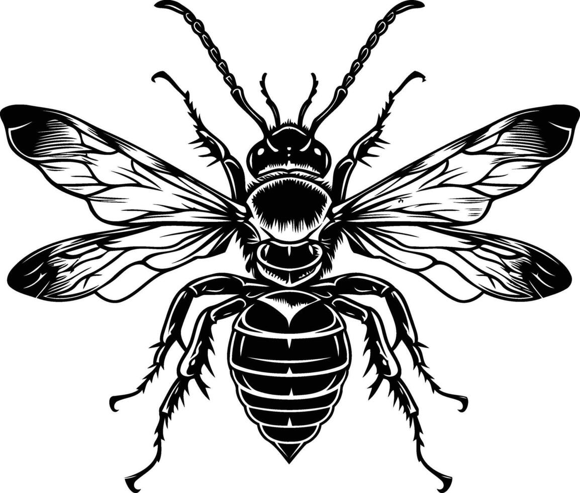 A detailed black and white illustration of a bee with outstretched wings vector