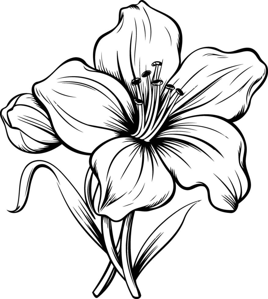 Elegant black and white illustration of a lily flower with detailed lines vector