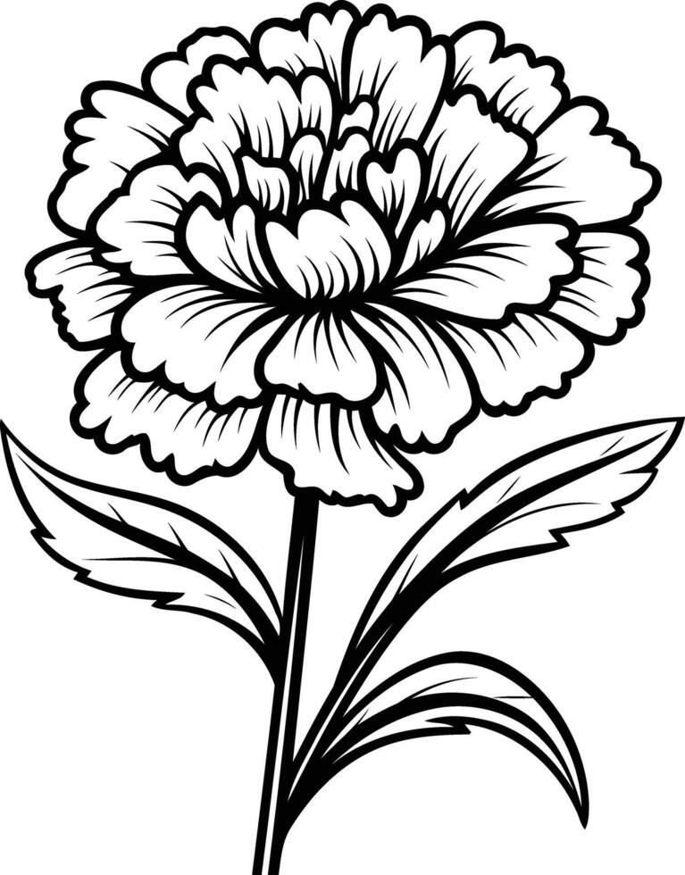 Elegant black and white illustration of a single carnation flower vector