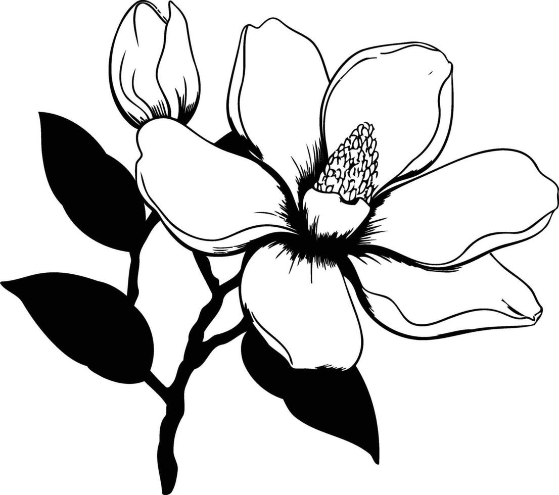 Elegant black and white line art drawing of a magnolia flower, perfect for floral design, tattoo art, and botanical illustrations vector