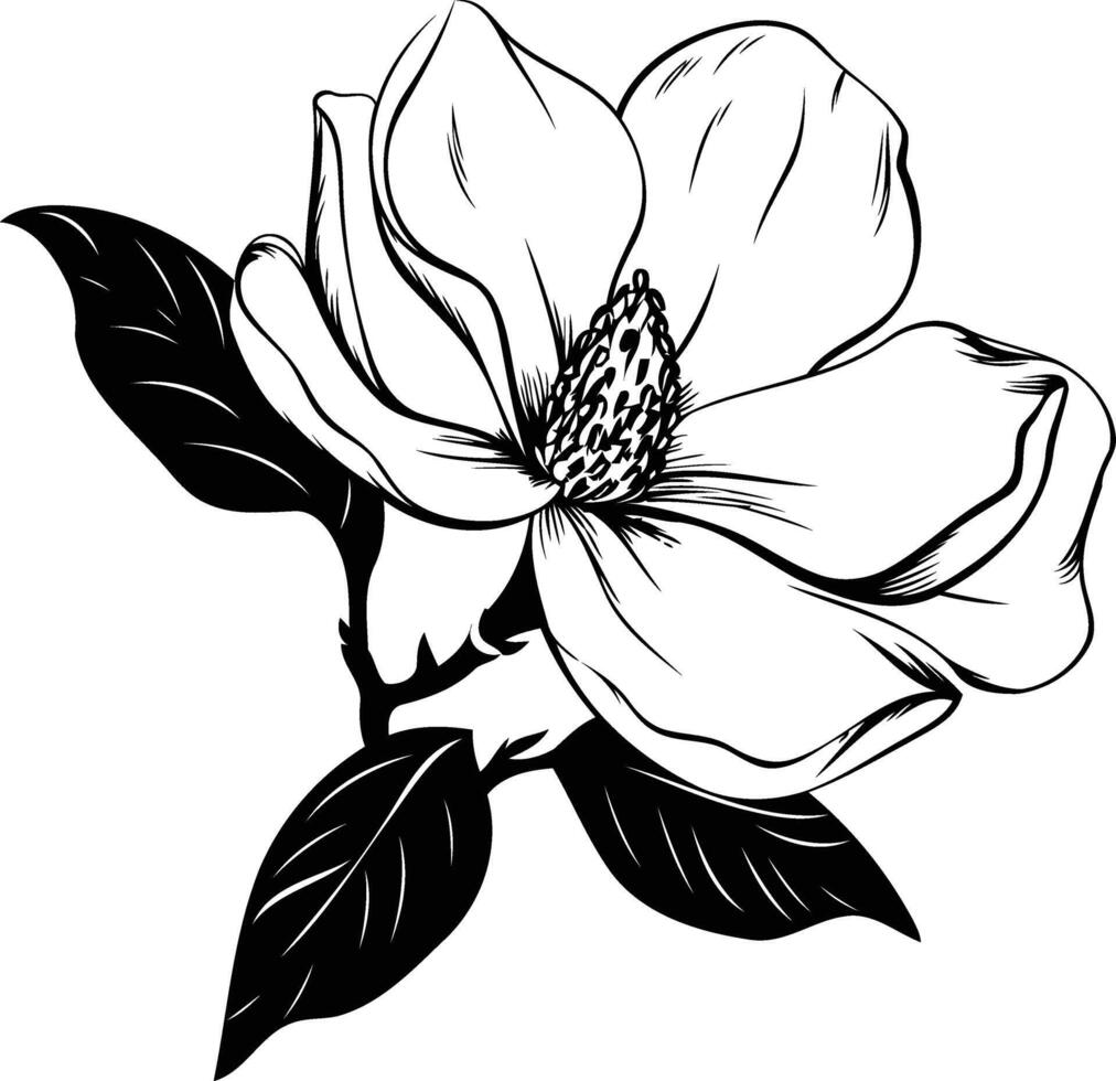 Elegant black and white illustration of a magnolia flower vector