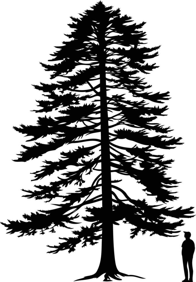 Silhouette of a towering pine tree with a person standing nearby, highlighting the tree's majestic size and scale vector