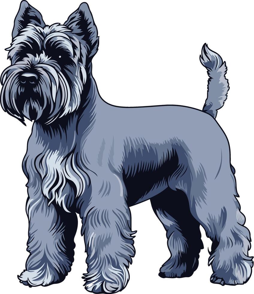 A Proud Miniature Schnauzer vector
