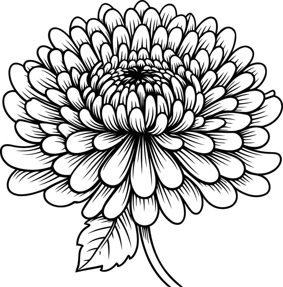 A beautiful, detailed line drawing of a chrysanthemum, perfect for tattoo design, floral art, or any project that requires a timeless, elegant touch vector
