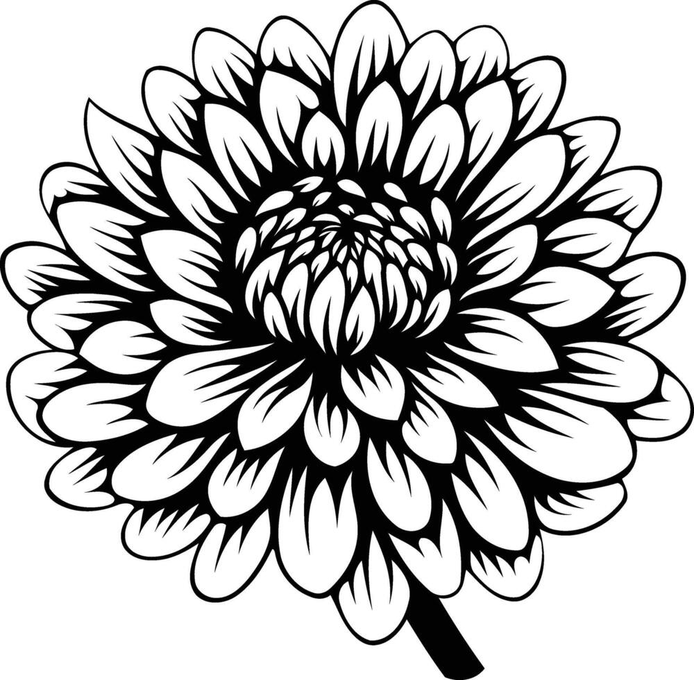 Elegant black and white illustration of a single dahlia flower vector