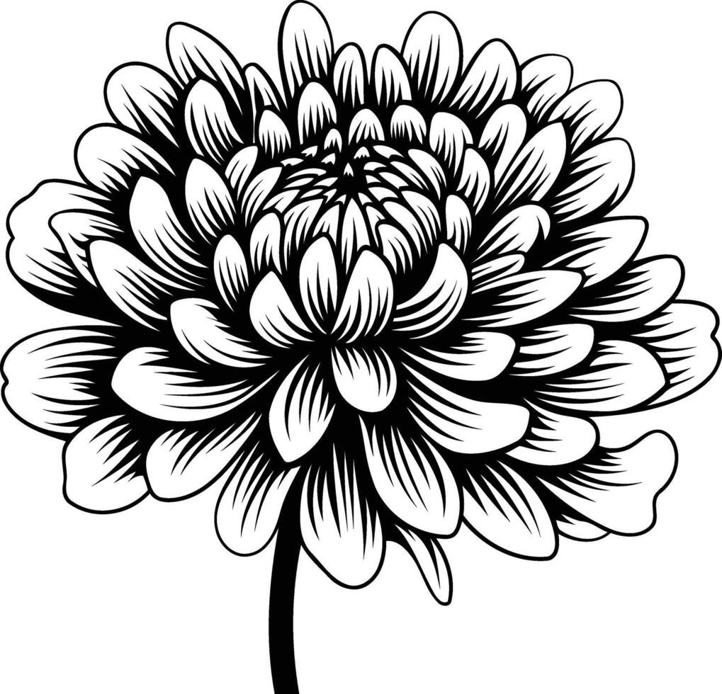 Black and white line art illustration of a beautiful chrysanthemum flower, perfect for design projects, tattoos, and more vector