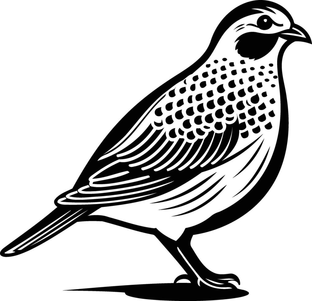 A detailed black and white illustration of a quail, perfect for nature themed designs, tattoos, or branding vector